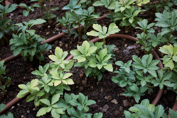 Pachysandra terminalis