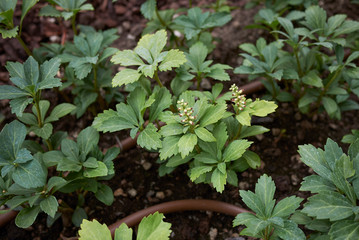 Pachysandra terminalis