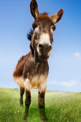 Donkey Standing In Field