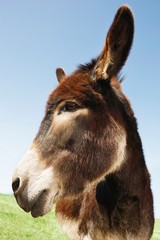 Fototapeta premium Closeup Of Brown Donkey In Field