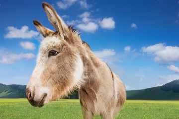 Donkey Standing In Field