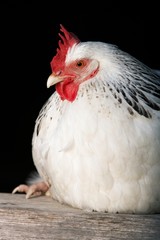Chicken Sitting On Plank