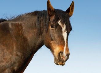 Brown Horse Against Sky