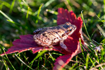 frog on leaf