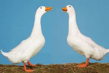 Two Geese Against Blue Sky