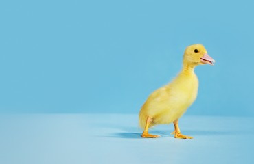 Duckling On Blue Background