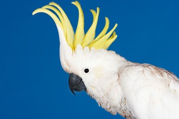 Cockatoo On Blue Background