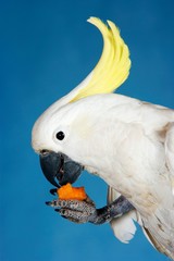 Cockatoo Eating On Blue Background