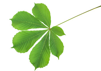 Beautiful green chestnut isolated on a white background