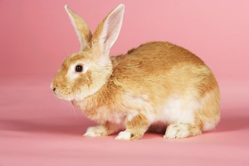 Brown Rabbit On Pink Background