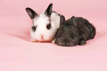 Baby Rabbits On Pink Background