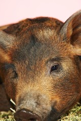Closeup Of Brown Pig