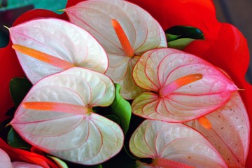 Bunch of colorful Tropical red anthurium stems