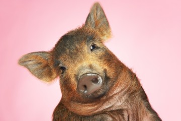 Fototapeta premium Brown Pig Against Pink Background