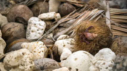 Largest Land Crab - Coconut crab found on Paradise Island, Bantayan island, North Cebu, Philippines