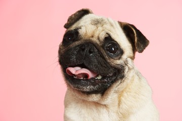 Obraz premium Pug On Pink Background
