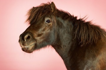 Brown Horse On Pink Background