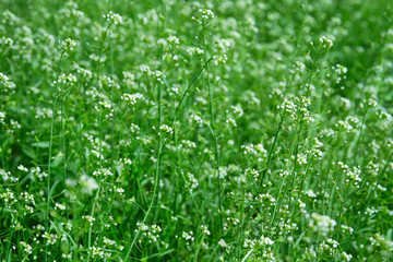Capsella flowers on green nature blurred background on meadow. Bright wild flowers for herbal medicine. Medicinal herb.