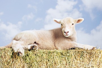 Lamb Lying On Hay Against Sky