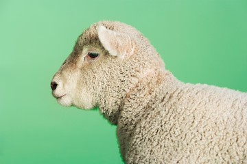 Lamb Against Green Background