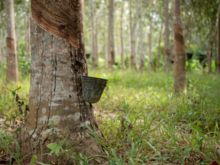 Latex collection from the rubber tree