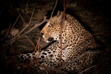 Leopard resting in the bush at night