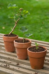 Three Potted Plants