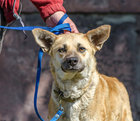 Outbred red dog on a blue leash next to a woman in a red jacket