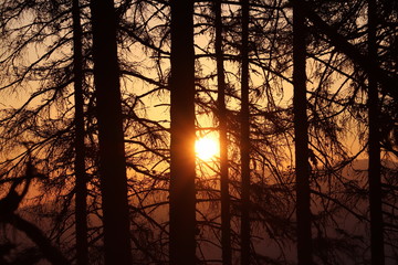 sunrise through trees in mountains, autumn
