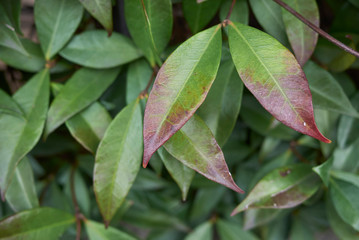 Trachelospermum jasminoides