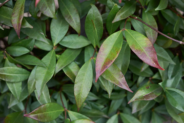 Trachelospermum jasminoides