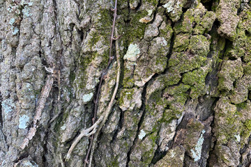 bark of a tree