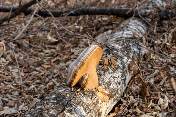 mushroom on tree
