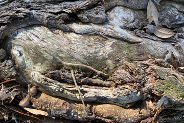 tree bark