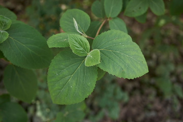 Viburnum carlcephalum