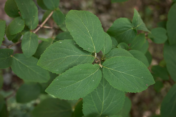 Viburnum carlcephalum