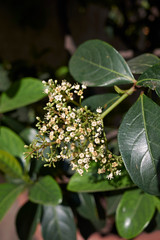 Viburnum odoratissimum