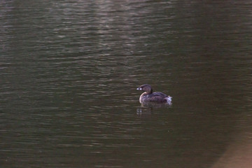 Pied-Billed Grebe (Picurio) Latin Name: Podilymbus Podiceps. R Valparaiso. Chile