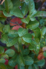 Viburnum odoratissimum