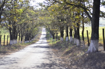 Fototapeta premium caminho