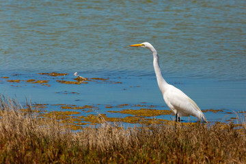 Great Egret (Garza Grande) Latin Name Ardea Alba. Wetland. Tongoy. Chile