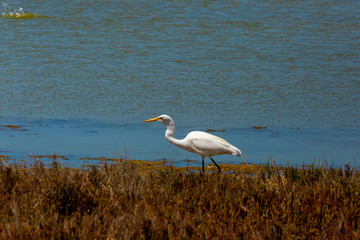 Great Egret (Garza Grande) Latin Name Ardea Alba. Wetland. Tongoy. Chile
