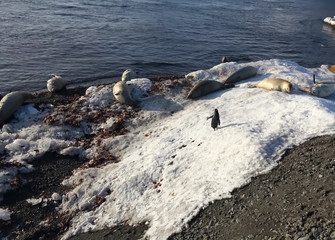 Seals and penguin on Antarctic coast. Sea creatures.