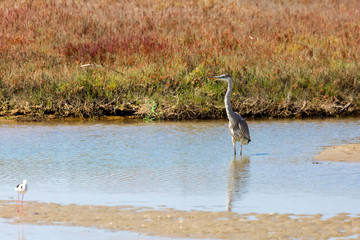 A Cocoi Heron (Garza Cuca) Latin Name  Ardea Cocoi on a Wetland. Tongoy. Chile