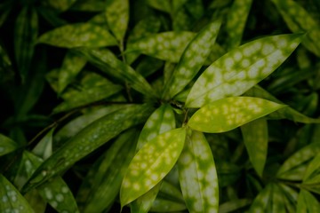 The disease damaged plant in the garden .