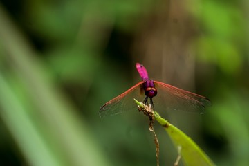 Crimson Marsh Glider. Beautiful pink Dragonfly  on nature green background.