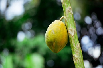Close up of green yellow papaya tropical fruit on the tree and blueerd blackground.