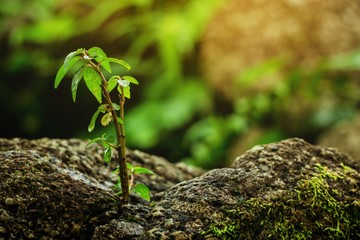 Young plant growing up in the morning light and green nature bokeh background. New life growth, Start, Beginner concept