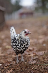 portrait of chicken