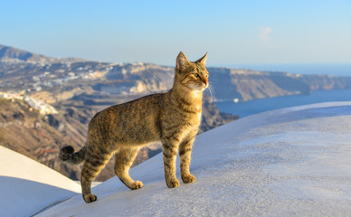 A cat standing on roof top of old house